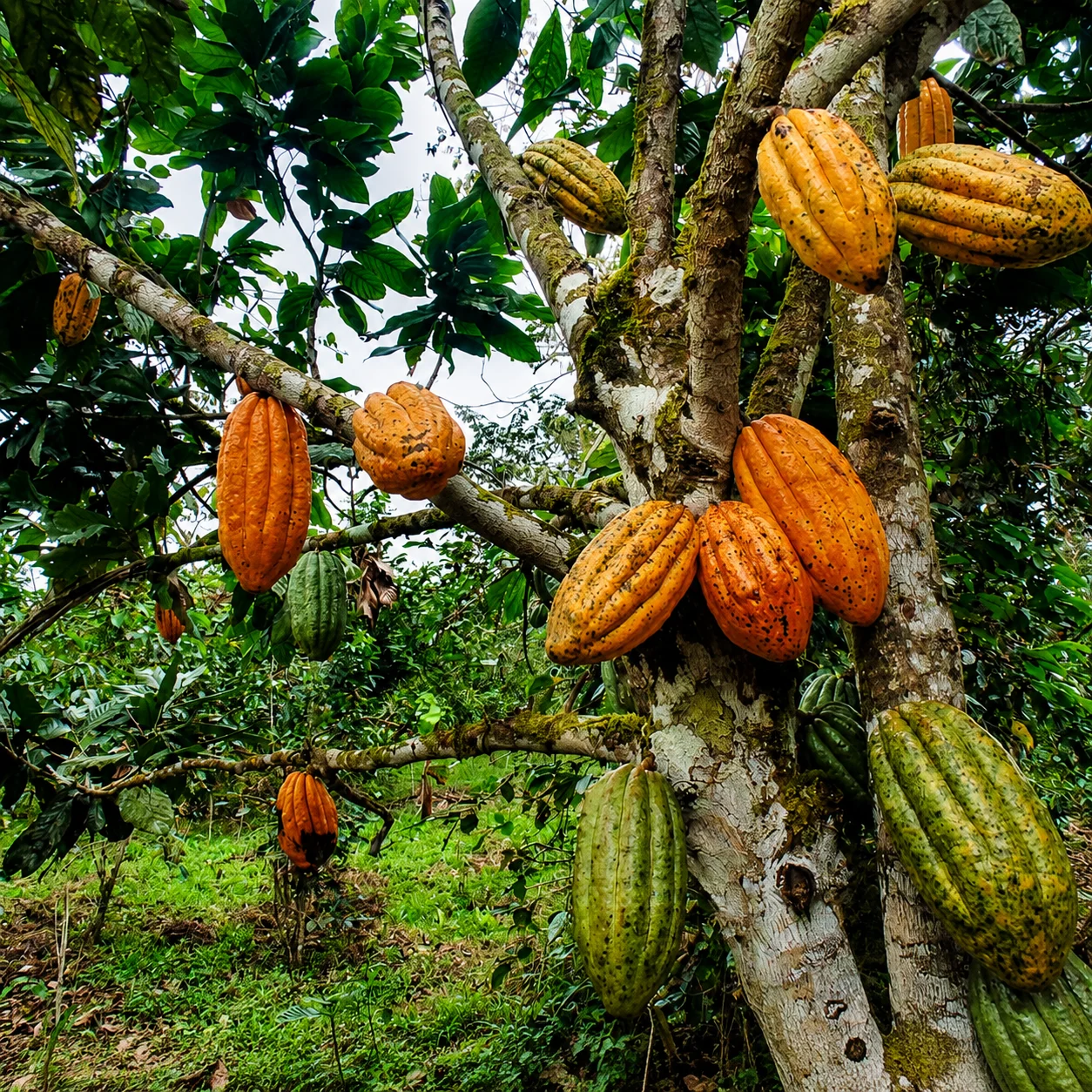 Feria Agroecológica y Gastronómica de Cumbaratza